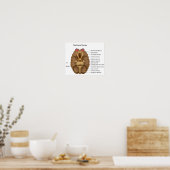 Het Poster van de 12 craniale zenuwen (Keuken)