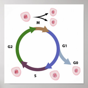 Het poster van de celcyclus