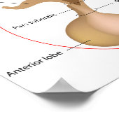 Het Poster van de hypofyse (Hoek)