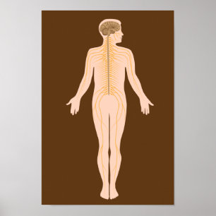 Het Poster van het zenuwstelsel