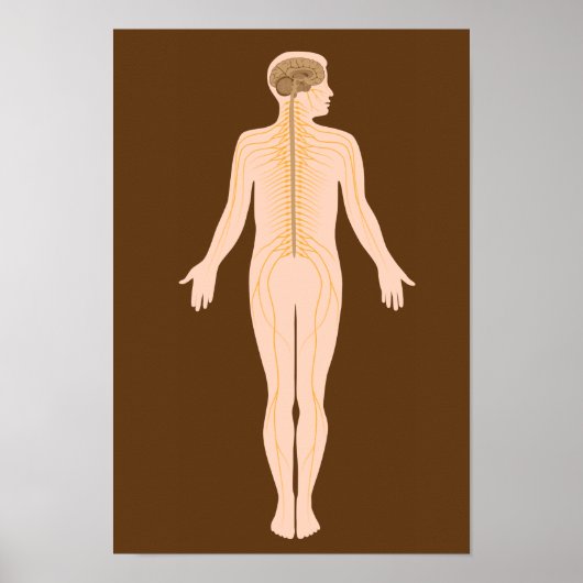 Het Poster van het zenuwstelsel (Voorkant)