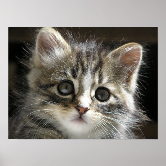 Het Poster van Kitten 2 Rocky (Voorkant)