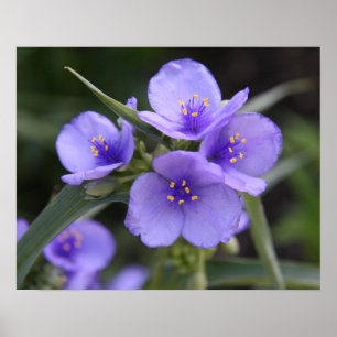 Het Poster van Spiderwort