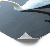 Het prachtige Poster van de Bezinning van Swan (Hoek)