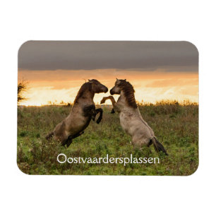 Het prancen van wilde paarden in Oostvaardersplass Magneet