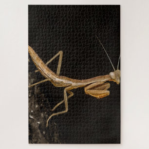 Het preken van Mantis komt overeen met de creepy I Legpuzzel