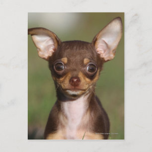 Het Puppy die van Chihuahua Camera bekijken Briefkaart