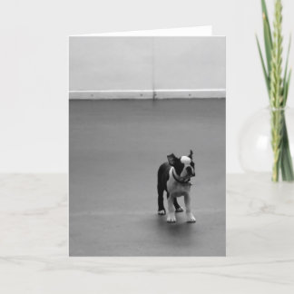 Het Puppy DRU van Boston Terrier Kaart