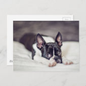 Het Puppy van Boston Terrier Briefkaart (Voorkant / Achterkant)