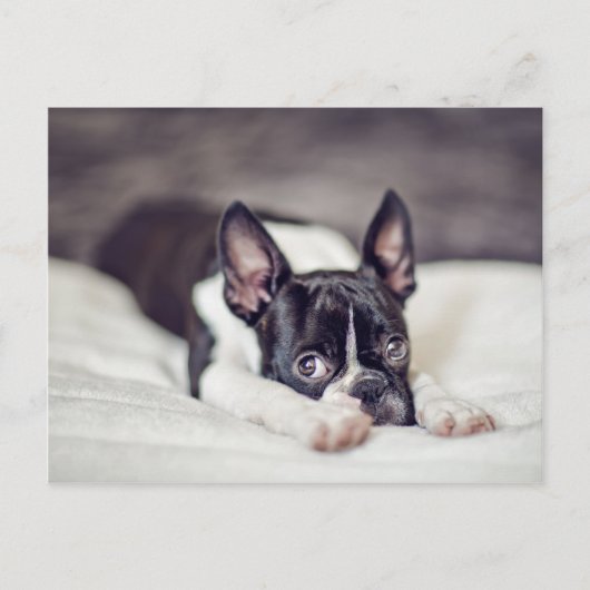 Het Puppy van Boston Terrier Briefkaart (Voorkant)