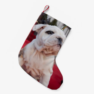 Het Puppy van de buldog Kleine Kerstsok