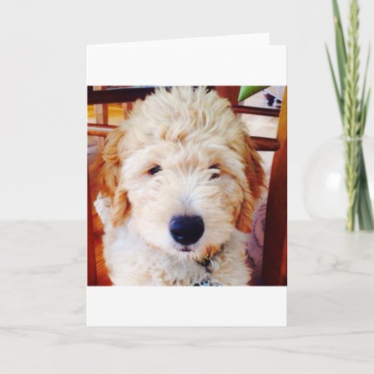 Het Puppy van Goldendoodle Kaart (Voorkant)