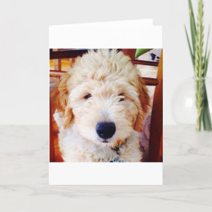 Het Puppy van Goldendoodle Kaart