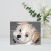 Het Puppy van Havanese Briefkaart (Staand voorkant)