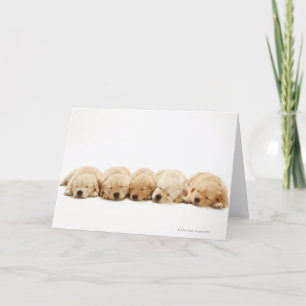 Het "puppy" van het golden retriever kaart