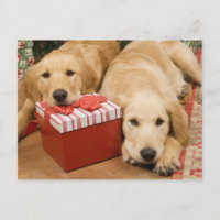 Het "puppy" van het golden retriever met