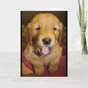 Het Puppy van het golden retriever Om het even Kaart