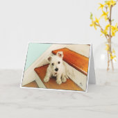 Het Puppy van Westie bij het Denken van de Stap Kaart (Gele Bloem)