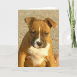 Het puppywenskaart van Pitbull Kaart