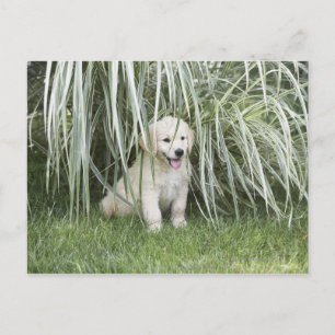 Het puppyzitting van Goldendoodle onder lange Briefkaart