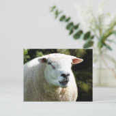 HET RAM BRIEFKAART (Staand voorkant)