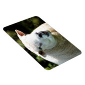 HET RAM MAGNEET (Rechterzijde)