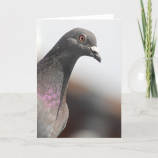 Het rennen duif kaart