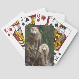 Het rijk van de witte wolven pokerkaarten