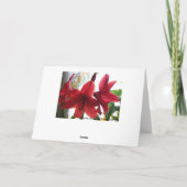 Het rode Close-up van de Amaryllis Kaart (Achterkant)