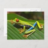 Het rode Eyed Briefkaart van de Kikker van de Boom (Voorkant / Achterkant)