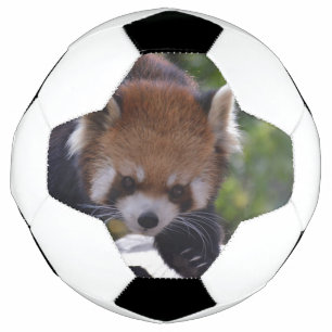 Het rondsnuffelen van Rode Panda Voetbal
