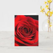 HET ROOD NAM DE KAARTEN VAN DE NOTA TOE (Gele Bloem)