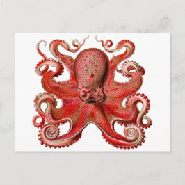 Het Rood van de Octopus van Haeckel Briefkaart
