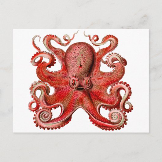 Het Rood van de Octopus van Haeckel Briefkaart (Voorkant)