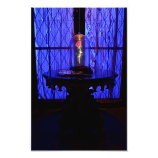 Het Roos Foto Afdruk