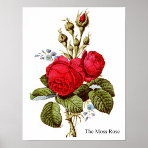 Het Roos Moss - Kunst Poster