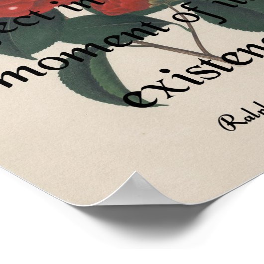 Het Roos Poster (Hoek)