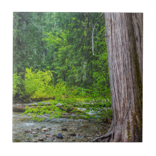 Het Ross Creek Cedars Scenic Area Tegeltje