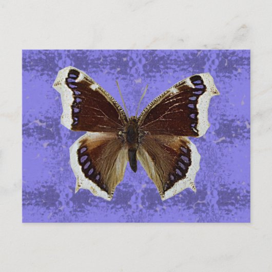 Het Rouwen van Montana de Vlinder van de Mantel Briefkaart (Voorkant)