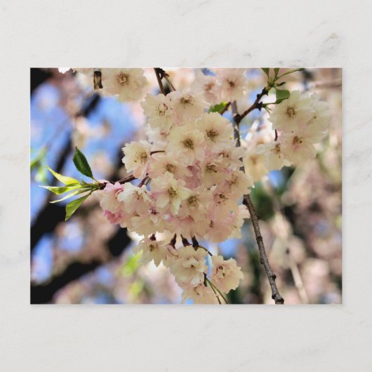 Het roze Briefkaart van de Bloem van de Bloesems (Voorkant)