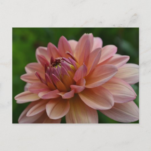 Het roze Briefkaart van de Bloem van de Dahlia (Voorkant)