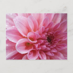 Het roze Briefkaart van de Chrysant