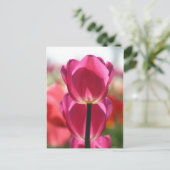 Het roze Briefkaart van de Tulp (Staand voorkant)
