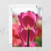 Het roze Briefkaart van de Tulp (Voorkant / Achterkant)