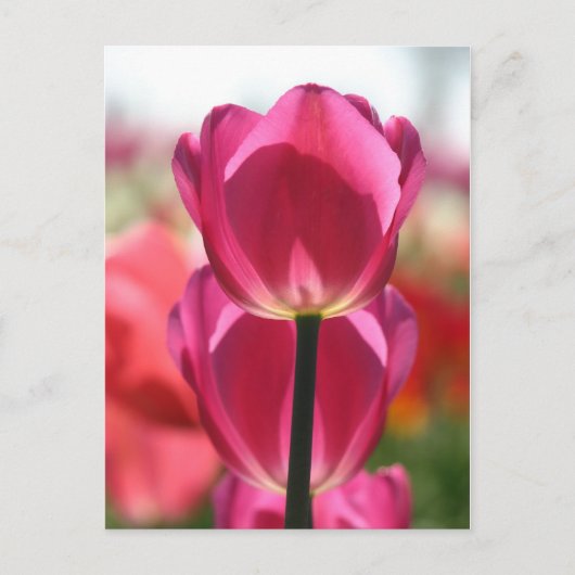 Het roze Briefkaart van de Tulp (Voorkant)