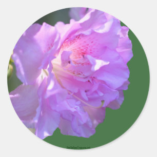 Het roze Etiket van de Sticker van de Foto van de
