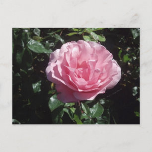 Het roze nam Briefkaart toe
