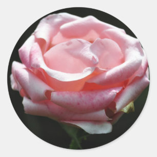 Het roze nam Close-up toe Ronde Sticker