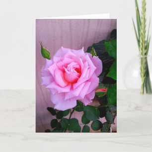 Het roze nam toe kaart
