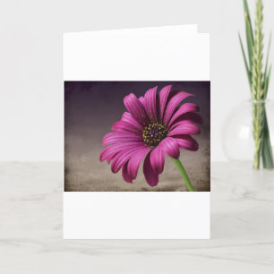 Het roze Paarse Art. van de Vrede van de Liefde Kaart